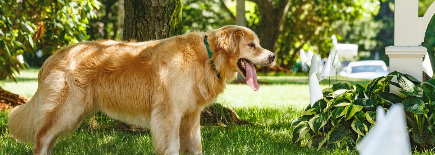 DogWatch of AB, Calgary, AB | Outdoor Hidden Dog Fences Slider Image